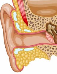 Cross Section of Ear Canal and Middle Ear